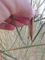 Leptadenia pyrotechnica
