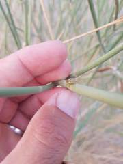 Leptadenia pyrotechnica