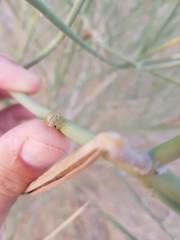 Leptadenia pyrotechnica
