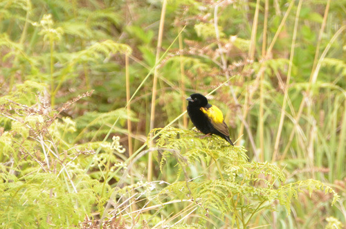 Yellow Bishop (Euplectes capensis), photo 6