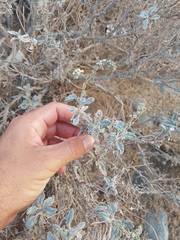 Heliotropium calcareum