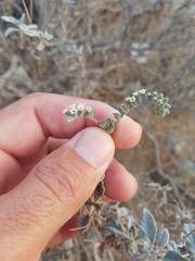 Heliotropium calcareum