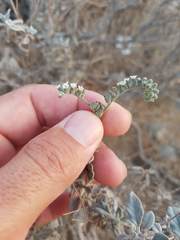 Heliotropium calcareum