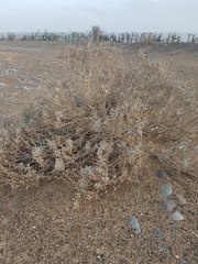 Heliotropium calcareum