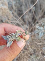 Heliotropium calcareum