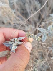 Heliotropium calcareum