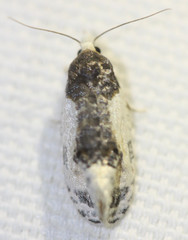 Henricus edwardsiana