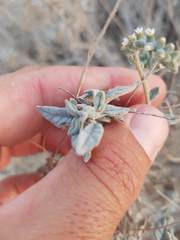 Heliotropium calcareum