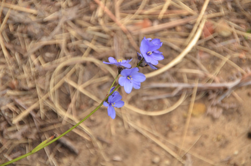 Aristea angolensis (Aristea angolensis)