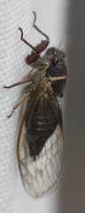 Tibicininae