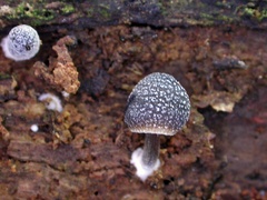 Mycena nargan