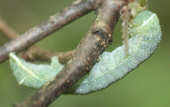 Orthosia pacifica