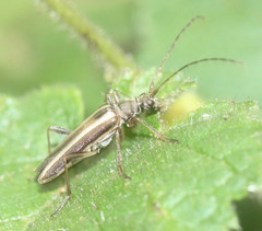 Leptalia macilenta