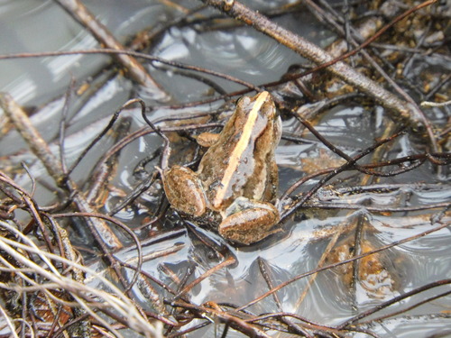 Eastern puddle frog