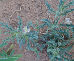 Chamaesaracha coronopus