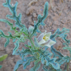 Chamaesaracha coronopus