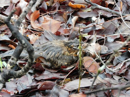 Fiery-necked Nightjar