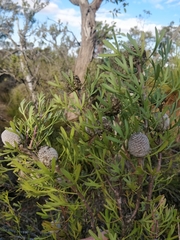 Isopogon trilobus
