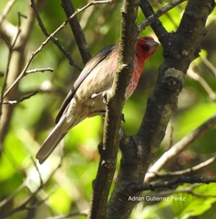 Haemorhous mexicanus