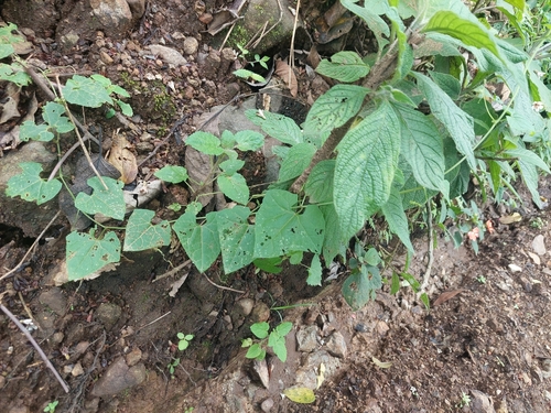 Image of Passiflora adenopoda by (c) Daniel Mesa, some rights reserved (CC BY)