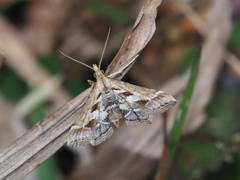 Diasemia