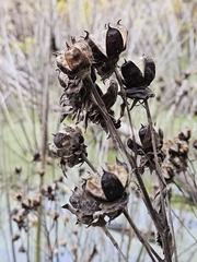Sumpfeibisch (Hibiscus moscheutos): Herkunft und Verwendung — Foto 2