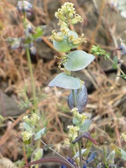 Streptanthus diversifolius