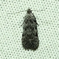 Anacampsis