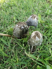 Coprinus calyptratus