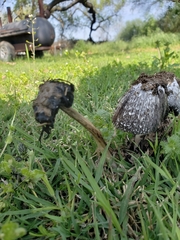 Coprinus calyptratus