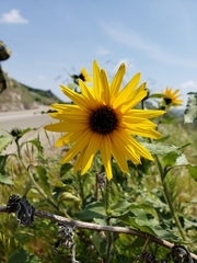 Helianthella
