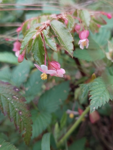 Image of Begonia foliosa by (c) Daniel Mesa, some rights reserved (CC BY)