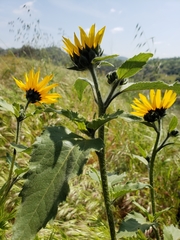 Helianthella