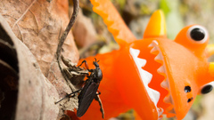 Bibio femoratus