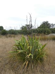 Phormium