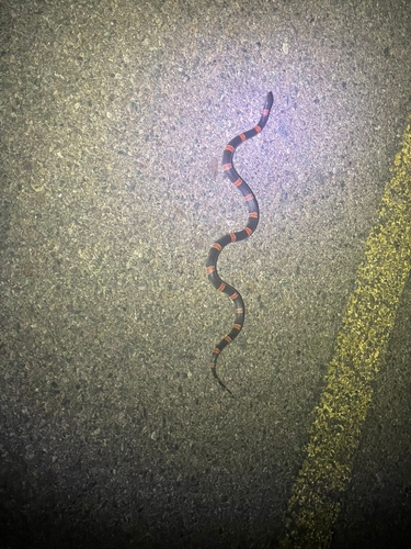 Mexican Long-nosed Snake