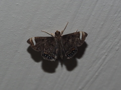 Eugauria albidentata