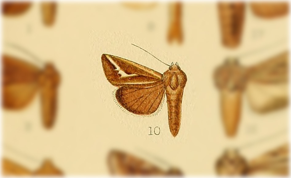 Hypotrix niveilinea