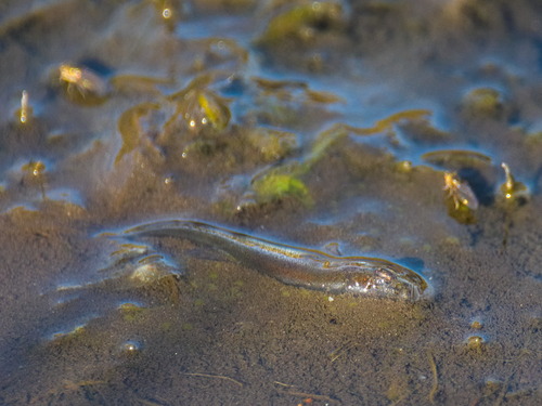 Altai minnow (Phoxinus ujmonensis) — Cyprinidae — 2