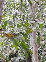 Melicoccus oliviformis