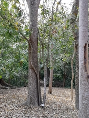 Melicoccus oliviformis