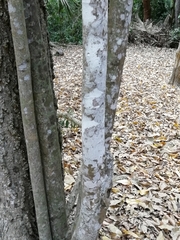 Melicoccus oliviformis