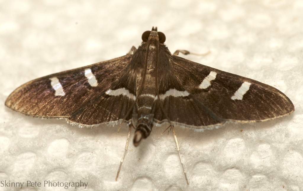 Desmia ploralis