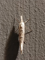 Ypsolopha