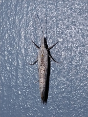 Ypsolopha