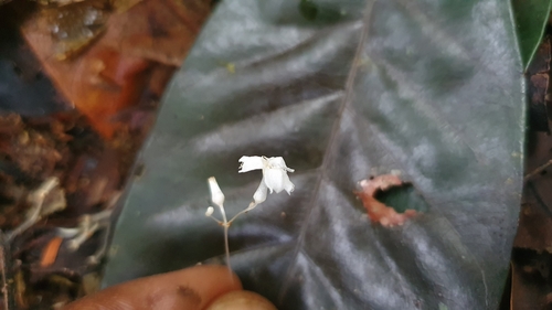 Gymnosiphon longistylus