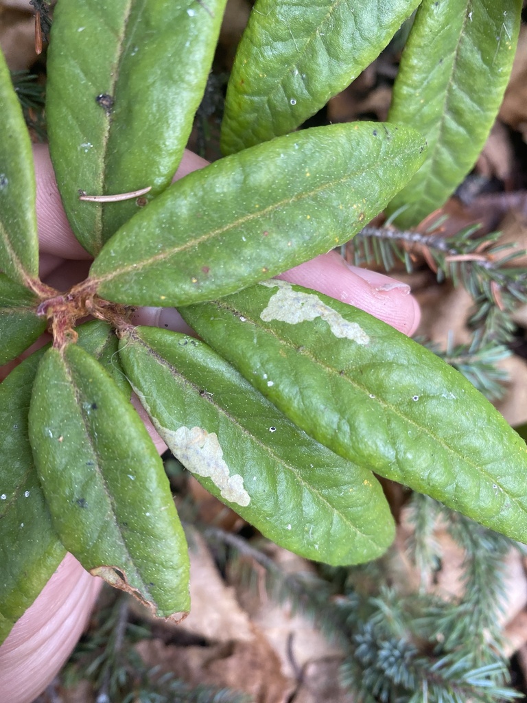 Labrador Tea Leaf Miner