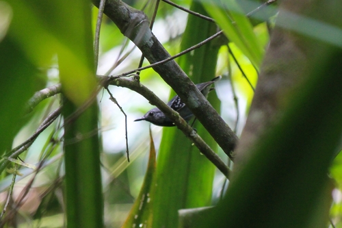 Band-tailed Antwren
