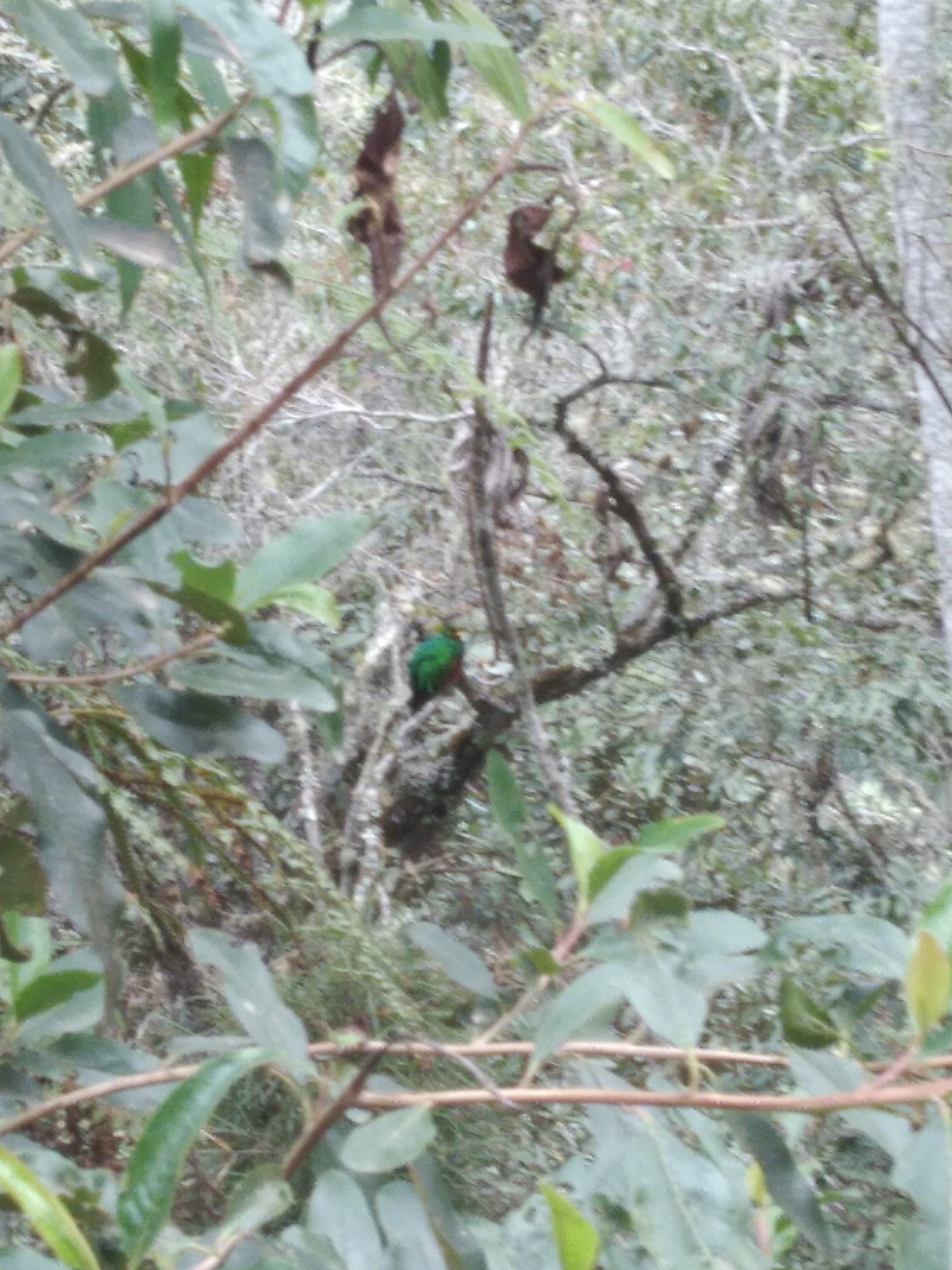 Crested Quetzal (Pharomachrus antisianus), photo 8