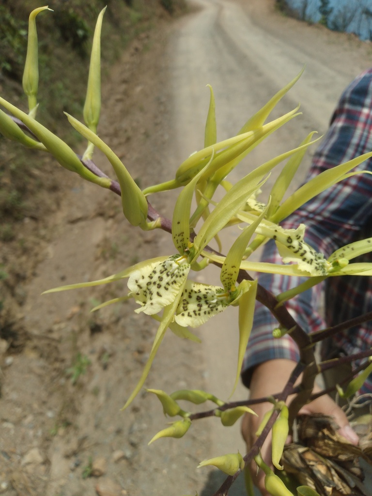 Brassia thyrsodes Rchb.f.